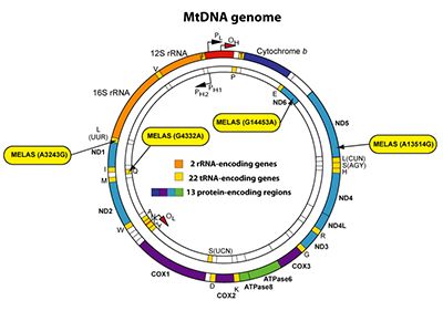 MTDNA Genome diagram