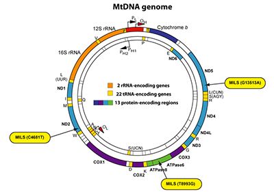 MTDNA Genome diagram