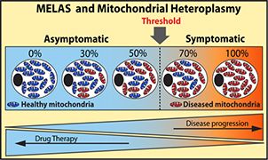 MELAS and Mitochondrial heteroplasmy